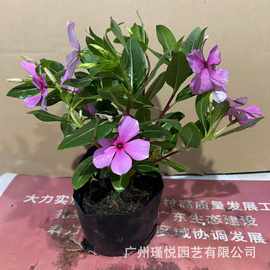 长春花盆栽凤仙花批发室内装饰美化盆景装饰工程杜鹃花时花工程紫