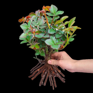 Rose Seedlings Bloom in All Seasons, Potted Climbing Vines, Flower Plants, Indoor Florals, Rose Saplings, Extra Large Florals, Old Piles