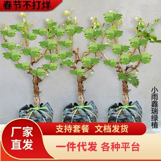 一件代发葡萄树苗特大巨峰无籽阳光玫瑰葡萄苗蓝宝石南爬藤北方种