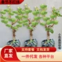 北方无籽特大蓝宝石树苗