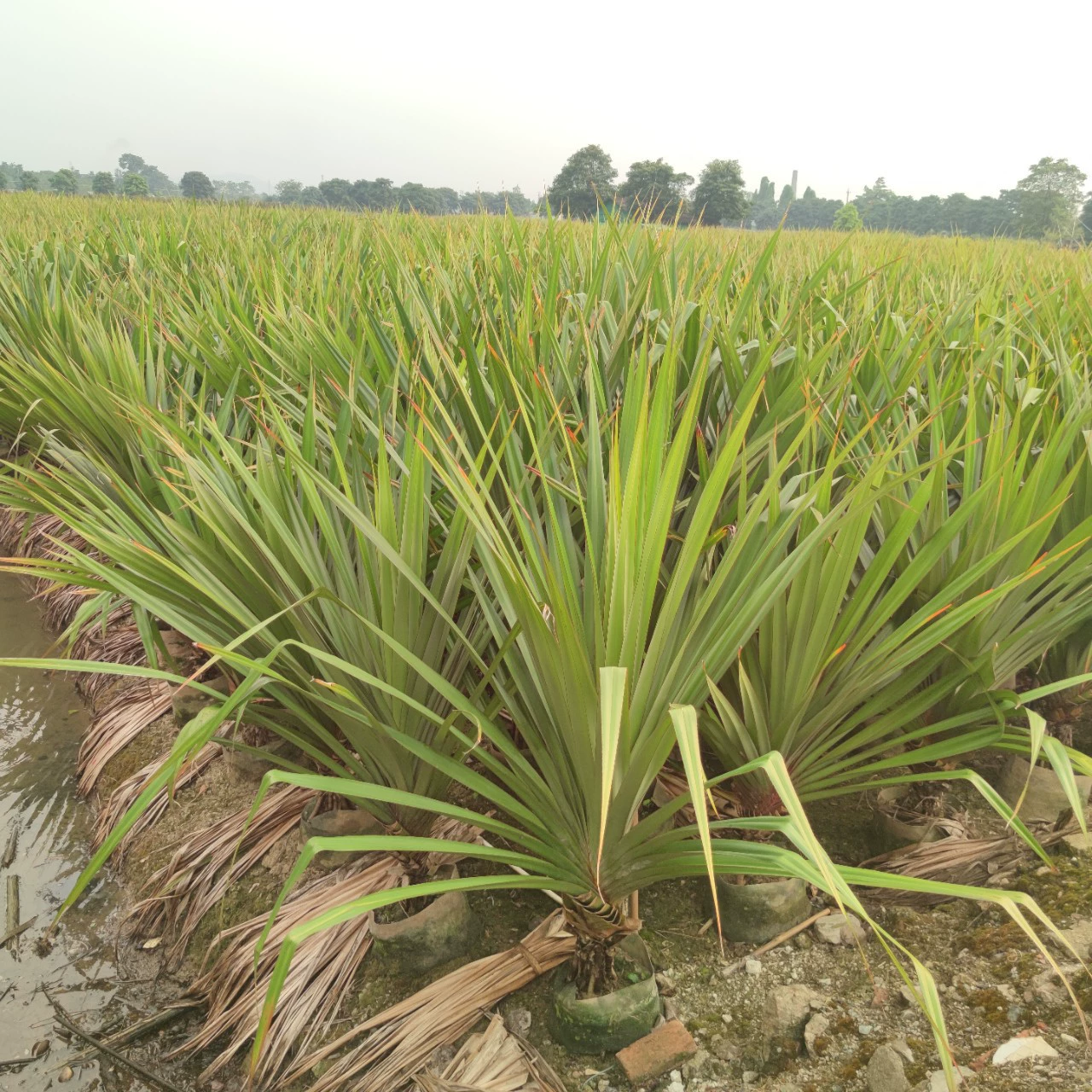 2305 питомник поставляет красный колючий лес, чтобы бросить 2-метровый карданус саженец, тропический зеленый проект, горшечное растение во дворе