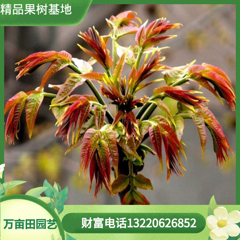 base supply wholesale greenhouse Toona sinensis Marked Toon saplings Primary sources Package survival