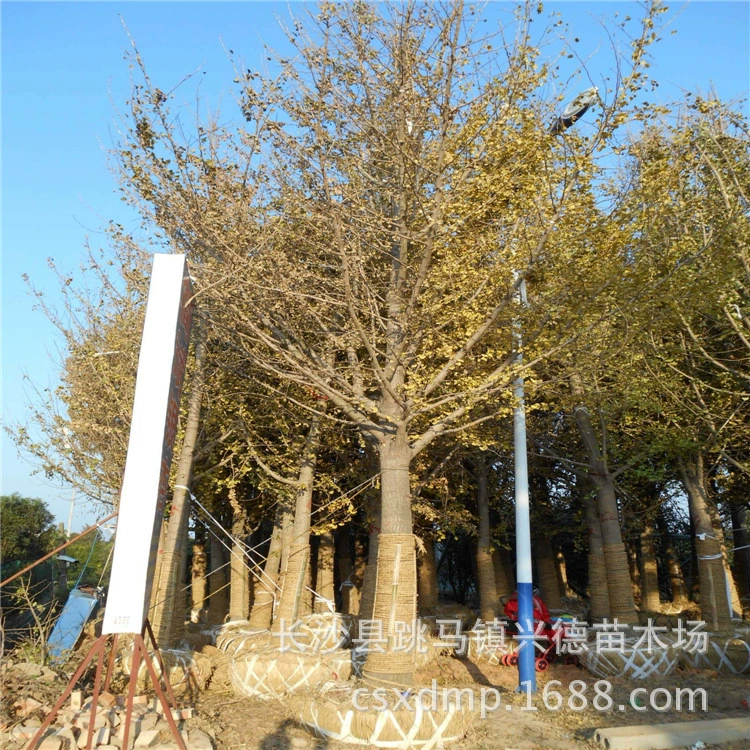 Оптовая продажа дерева гинкго 8-10-15-20- 30-40cm поставщик гинкго Чанша Xingde саженцы прямые поставки