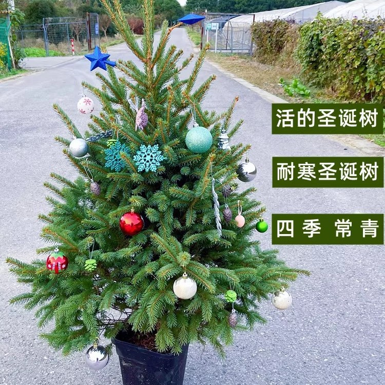True Christmas Tree Tree Potted Plant Planting Real Christmas Tree…