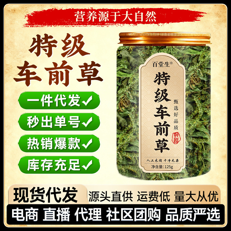 Premium Plantain Whole Herb Wild Fresh Plantain Health Tea Canned Herbal Tea Wholesale Ready Stock