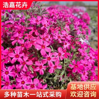 丛生福禄考芝樱苗盆栽 宿根福禄考 花海绿化景观 青州宿根苗批发