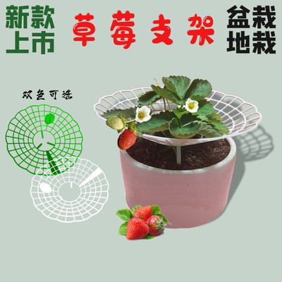 新款草莓支架子草莓苗種植架太陽花架盆栽草莓防腐爛果實支撐