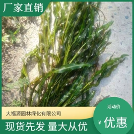 其他园林植物;水生植物;灌木