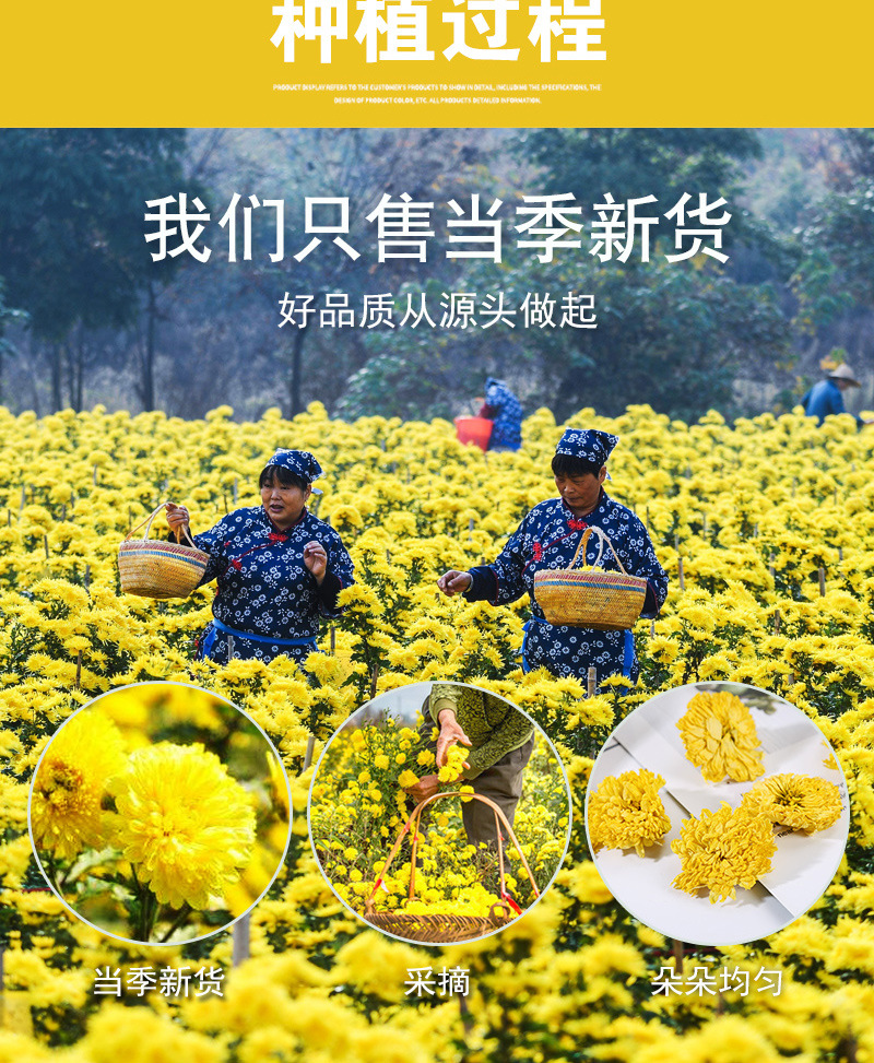 Wuyuan Imperial Chrysanthemum (Chrysanthemum morifolium) — Dried Golden Chrysanthemum Tea, 500g Loose preparation