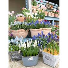 葡萄风信子种球10个荷兰进口室内外花卉庭院可水培多年生球根盆栽
