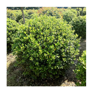 �������l ��ͩ�� ��ͩС�� ��ͩ���� ���NҎ�� ��ͩ����������