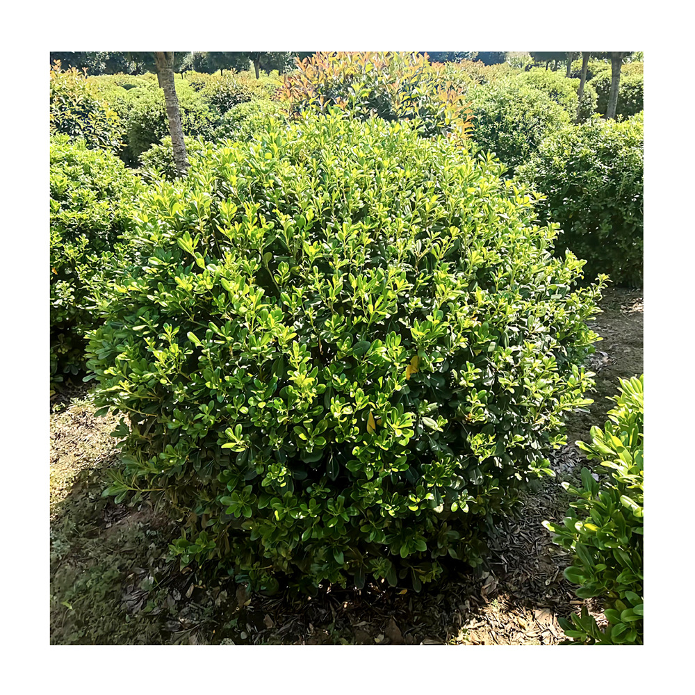 苗圃批发 海桐球 海桐小苗 海桐杯苗 各种规格 海桐球用苗配送