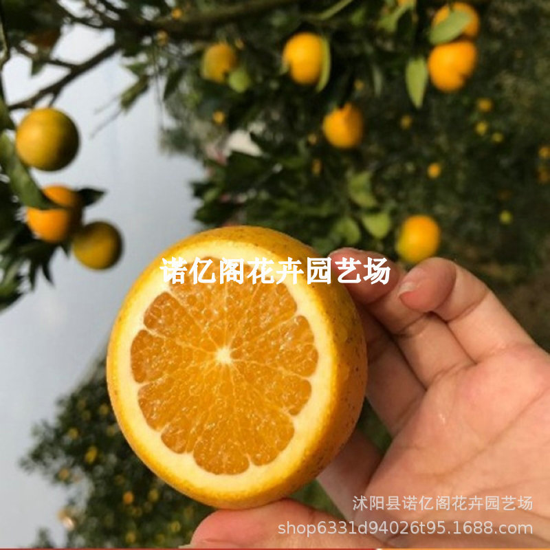 橙子树苖果树赣南脐橙红心冰糖橙当年结果南北方盆栽四季种植果树