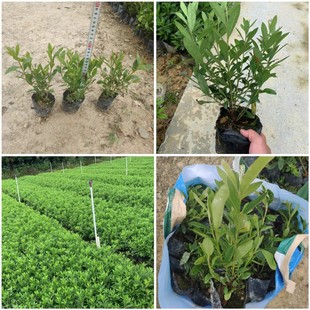 ë���N �\�����N  ��ɽ���l���l���������N��