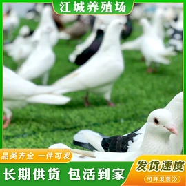 特种兽畜;特种珍禽;其他装饰摆件