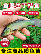 �����~�絭ˮ�Bֳʳ�ÚW�޴��F�~��~�q���B����~��ˮС�~��