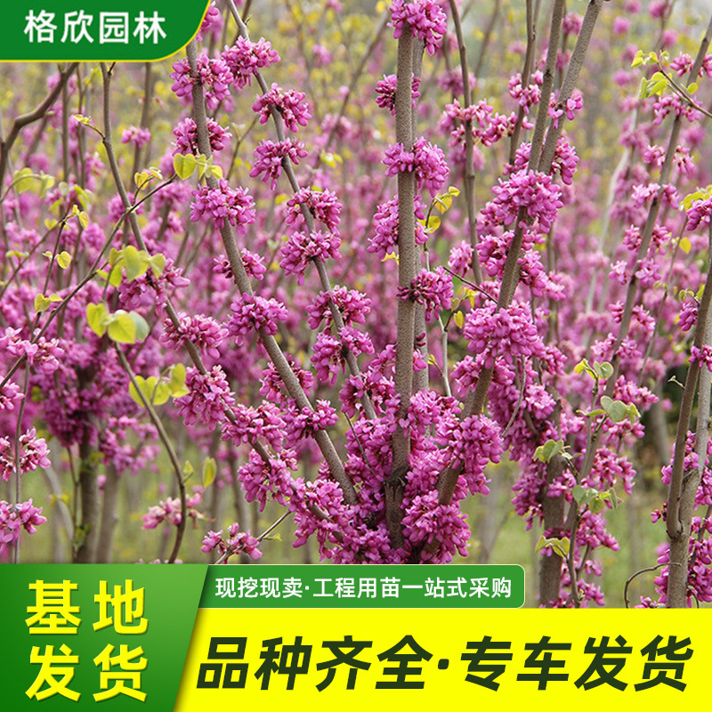 丛生紫荆树苗批发 公园花圃点缀绿化苗木庭院风景树巨紫荆满条红