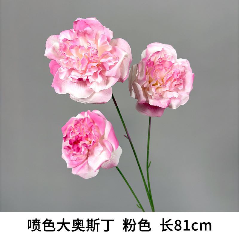 Spray color big austin "new arrival recommendation"