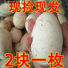 ö�b�{�^�Z���r�r��ɢ�B�����Z�����l���]�I�B��ζʳ��ʳ���r�aƷ