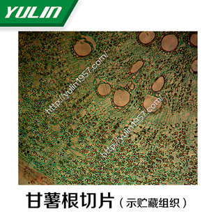 ����W�̌W��Ƭ  ������Ƭ�˱�   ��������Ƭ��ʾ�A�ؽM����