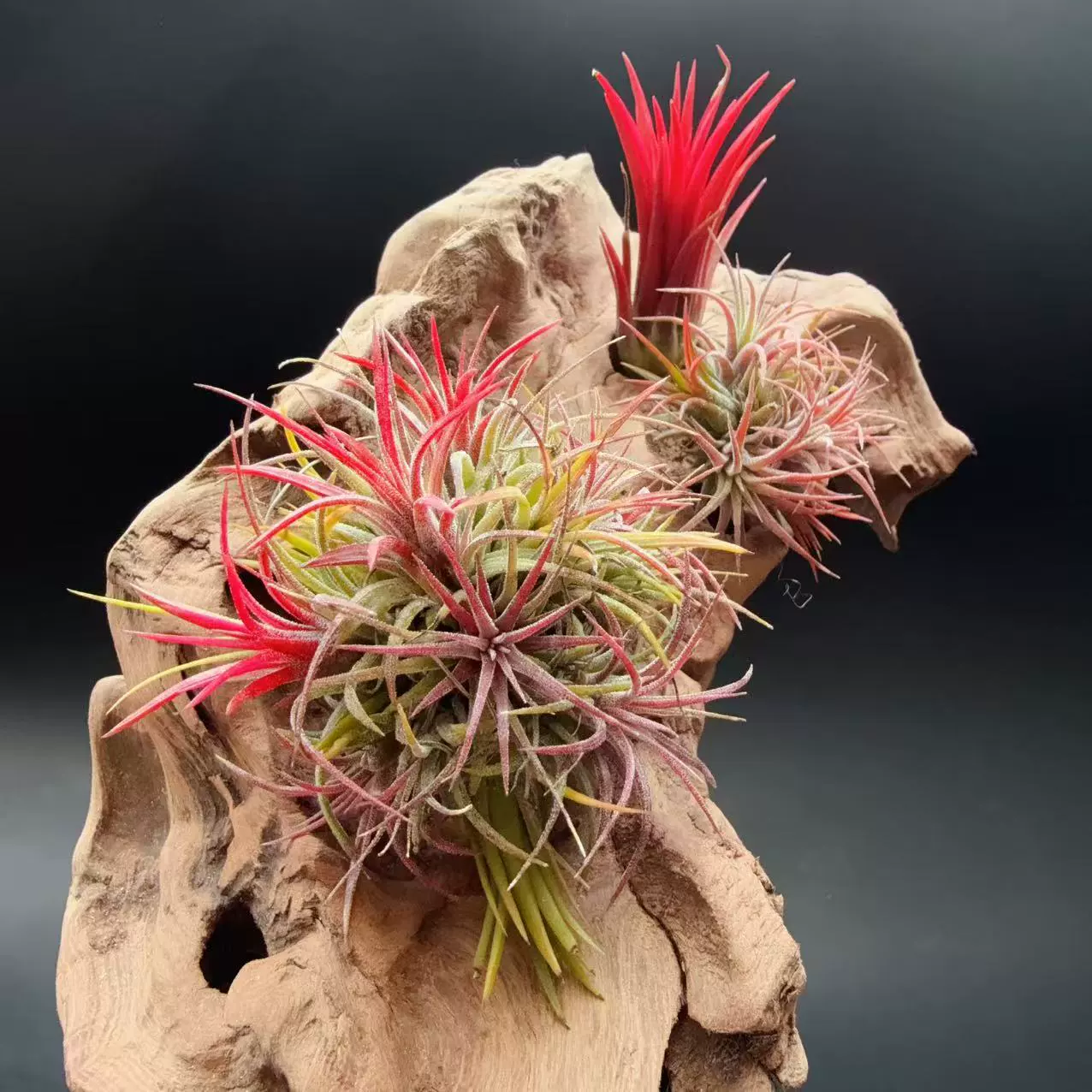 Фугуо Эльф Производители прямых поставок