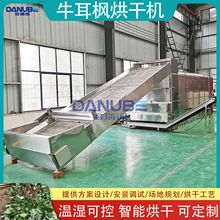 牛耳枫烘干机 中药材老虎耳假楠木干燥烘干机 网带牛耳枫烘干设备