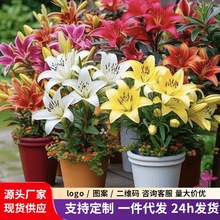 盆栽香水百合花大种球四季开花好养花卉耐寒植物阳台室内鲜花花种