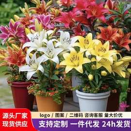 盆栽香水百合花大种球四季开花好养花卉耐寒植物阳台室内鲜花花种