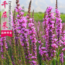 ǧ���˷N���ļ��׷N�������޸�����ˮ֦�����⾰�^�����ͺ�������