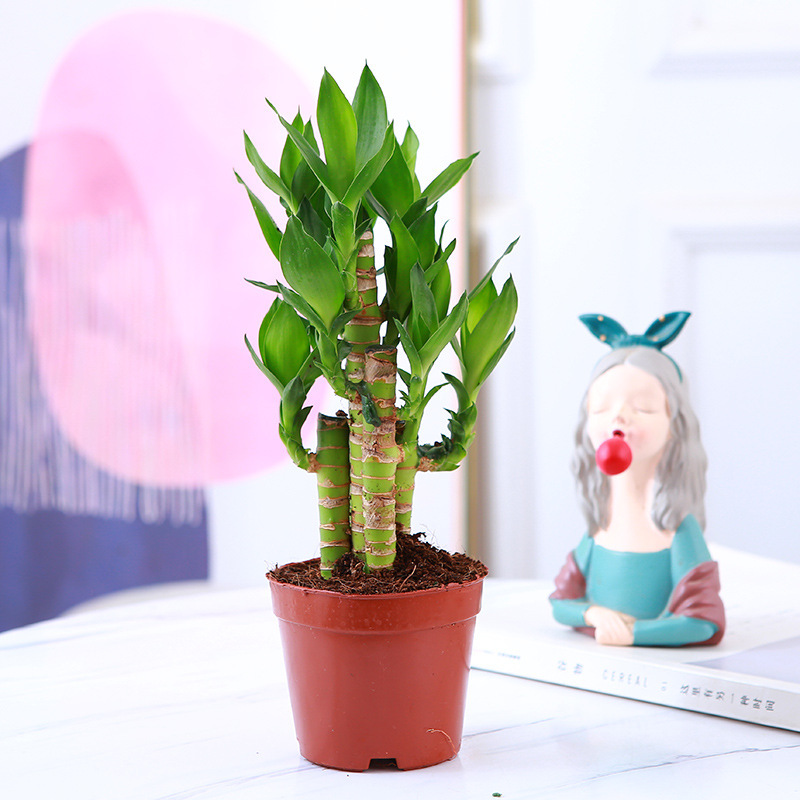 [특가] 엄선된 연꽃 1포트(수경재배/토양재배)와 무료양액