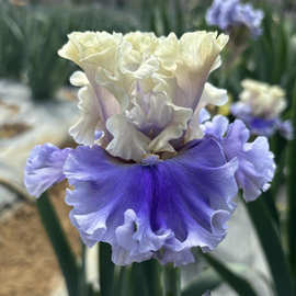 德国鸢尾花正版大花鸢尾花苗世界首演花卉对版盆栽