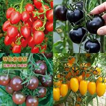 ��۷��ѷN�����t���N�ӷ������������Բ˷N�Ѳ���