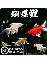 ��S̨���������~���w���������Lβ��ˮ�~�\���tɫ�^�p�~����w