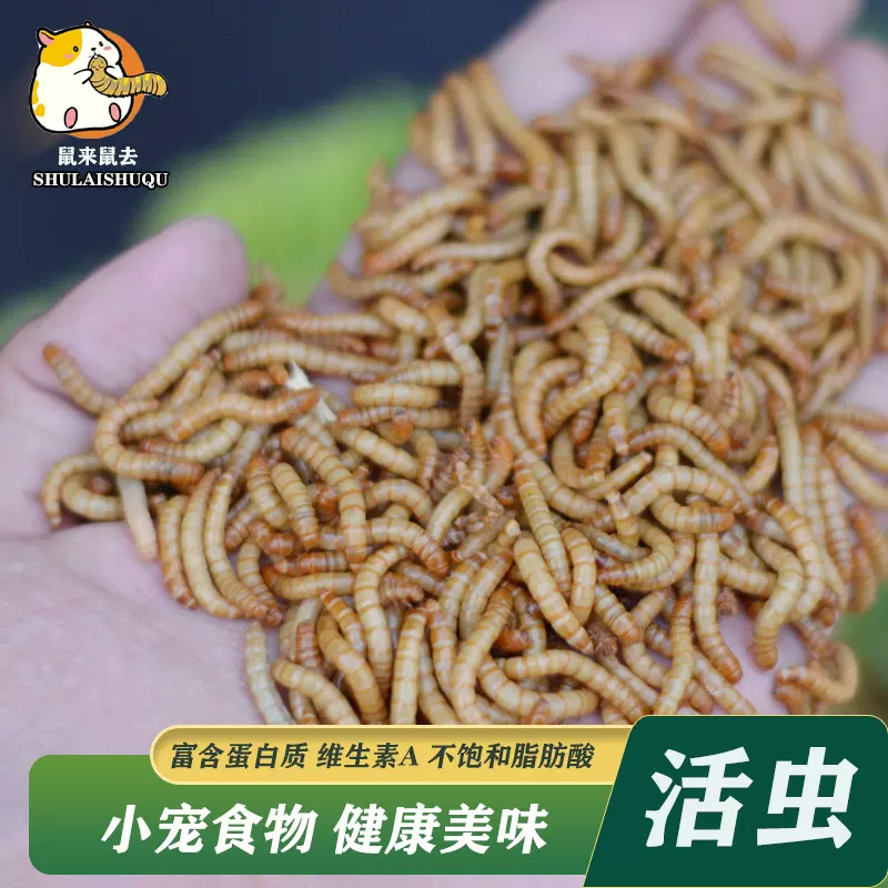 面包虫批发黄粉虫鹦鹉鱼石蛙蝎子仓鼠乌龟金龙鱼画眉乌龟饲料