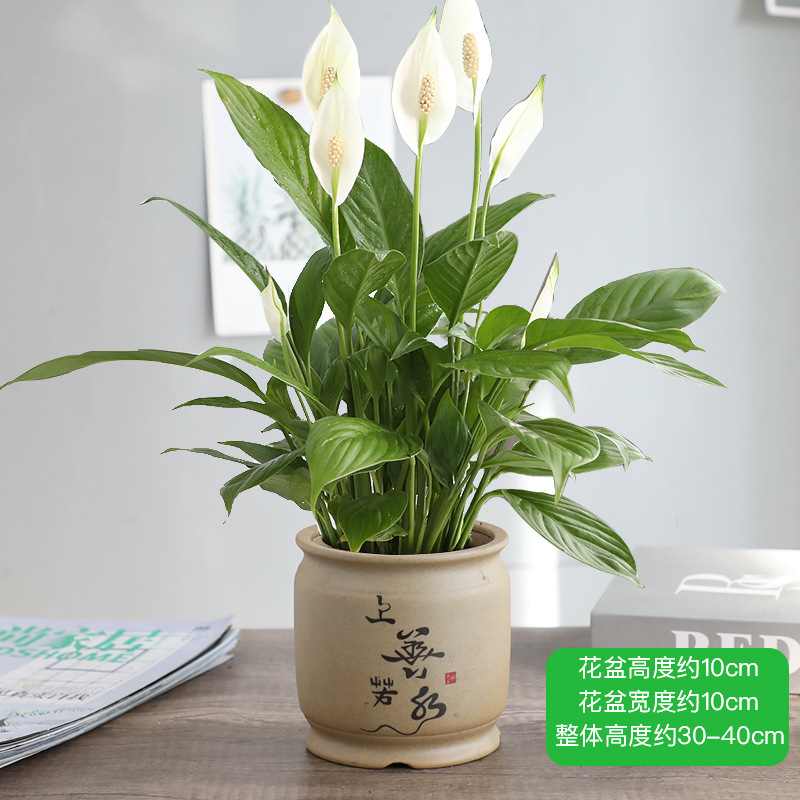 특급 부드러운 항해 흰색 팜 + 최고의 물 같은 세라믹