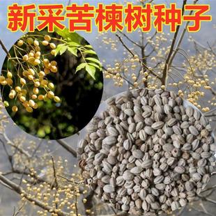 Freshly Harvested Neem Tree Seeds, Neem Seeds, Neem Tree Purple Flower Tree Seeds, Neem Jujube Seeds, Neem Seeds