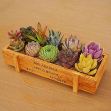 多肉植物批发10颗多肉+木盒+土套餐办公室绿植花卉盆栽懒人好养