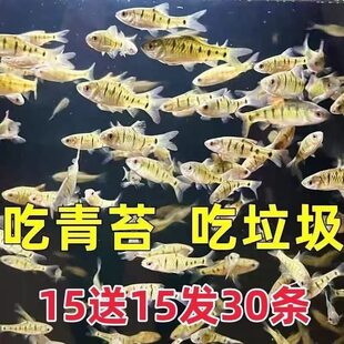���~��Hԭ���l�yС?�t��Ⱥ��Ϫ��С���䵭ˮ�^�p�~�Ї����~��H