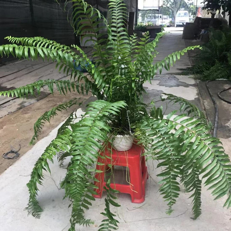 基地批发180 霸王蕨绿植大型蕨类垂吊植物室内大盆栽阳台花卉绿萝 种苗花卉网