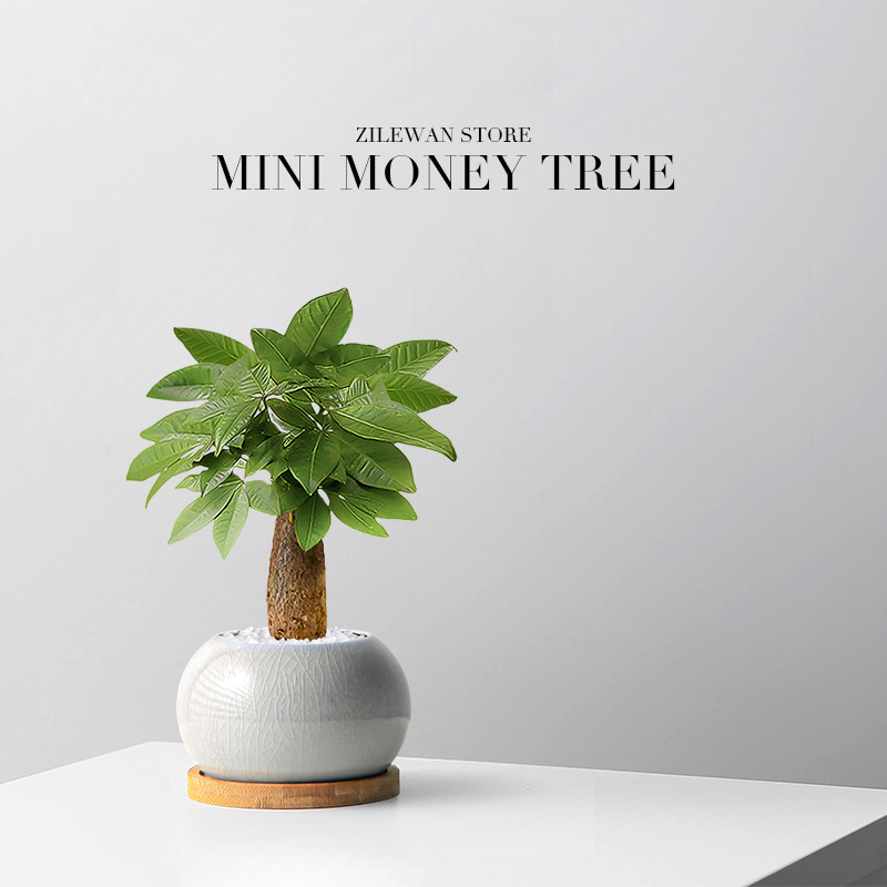 Money Tree Desktop Potted Office Creative Plant Lazy People Are Good at Feeding Indoor Money Tree Bonsai Green Plants in All Seasons
