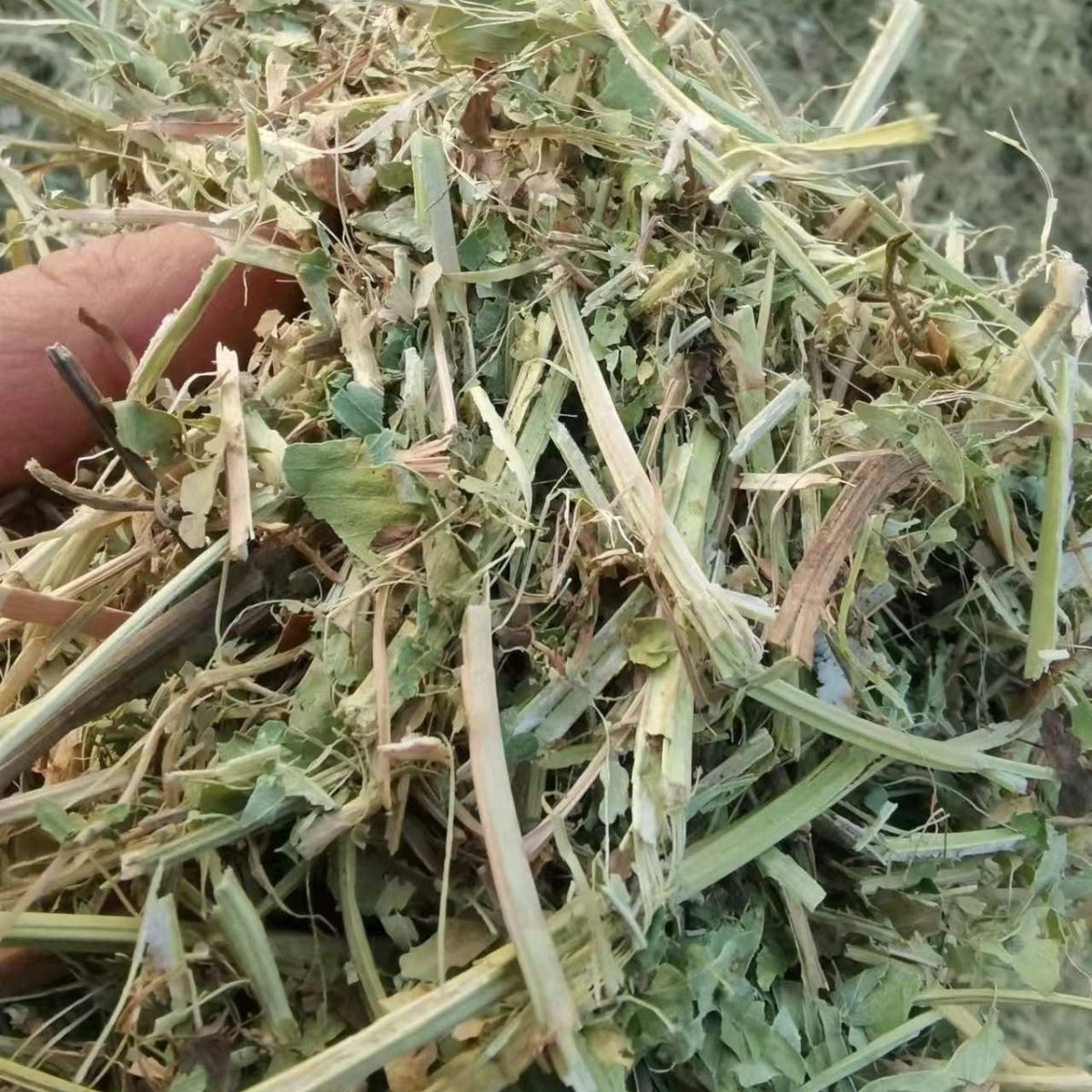 热卖花生秧牛羊马驴兔新鲜优质草料新晒干草花生秧饲料无土无膜
