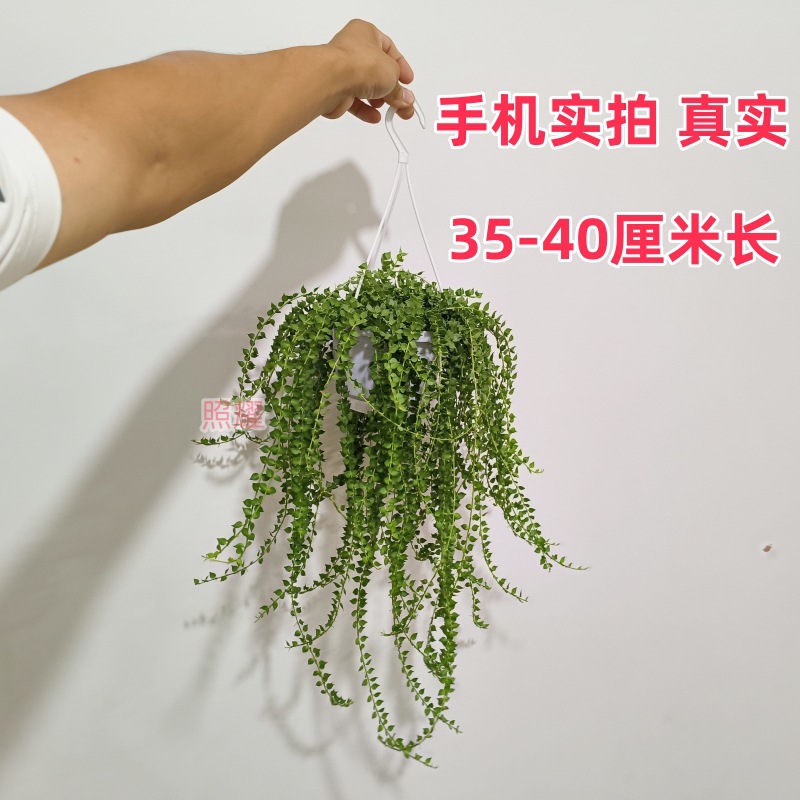 밀리언 하트(핫 스타일 롱 덩굴) 엽록소 화분 35- 40cm 길이