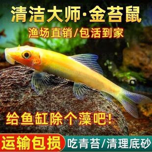 �^�pС�~��̦���坍�~��������~�Ꭷ�^�p�~��̦����������幤��