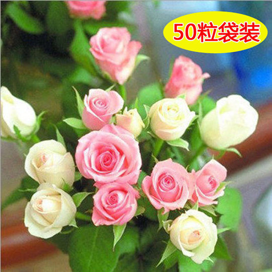 Rose Seeds Are Easy to Grow in All Seasons, Live Fresh Flower Seedlings, Balcony Indoor Potted Flower Seeds, Wholesale Red Roses