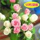 Rose Seeds Are Easy to Grow in All Seasons, Live Fresh Flower Seedlings, Balcony Indoor Potted Flower Seeds, Wholesale Red Roses