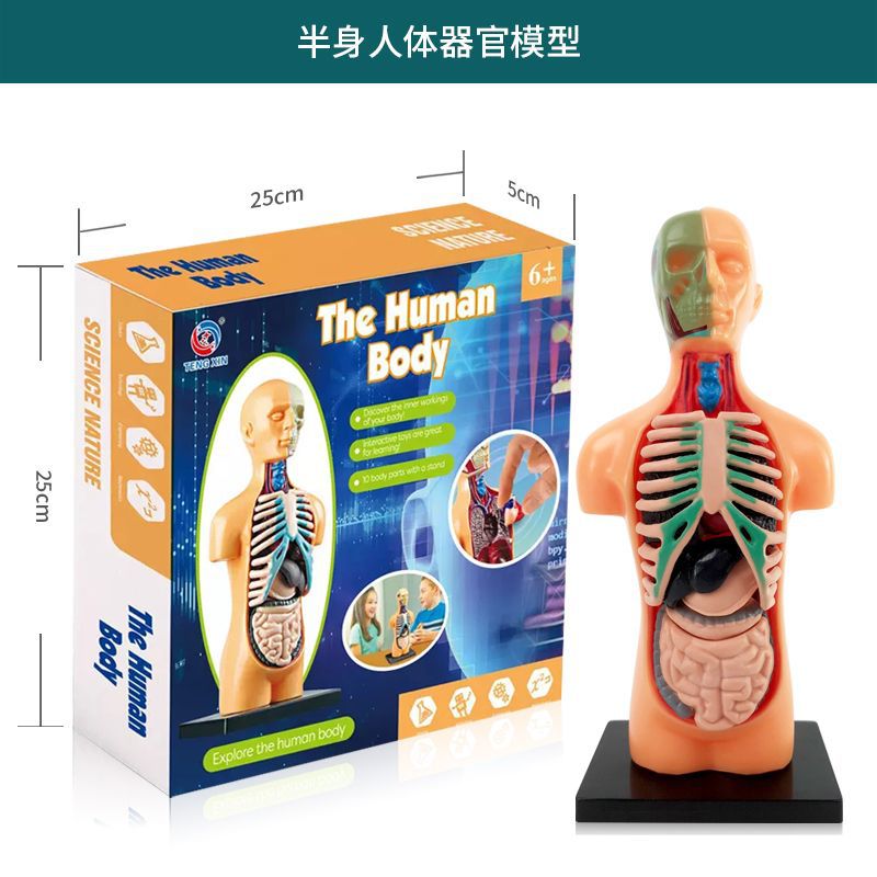 Human Model Children's Toy Stem Cognitive Science and Education Educational Organ Assembly Bone Skeleton Construction Factory Wholesale