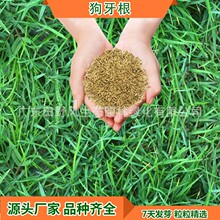 ���l���������ѾG���o�²ݷN���ļ������;G���̹�����ƺ�N�ѻ���