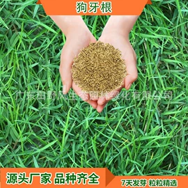 草种子;一二年生花卉;宿根花卉