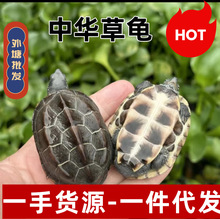 草龟小乌龟苗家养宠物 外塘批发爆款 摆摊日销千件健康好养包健康
