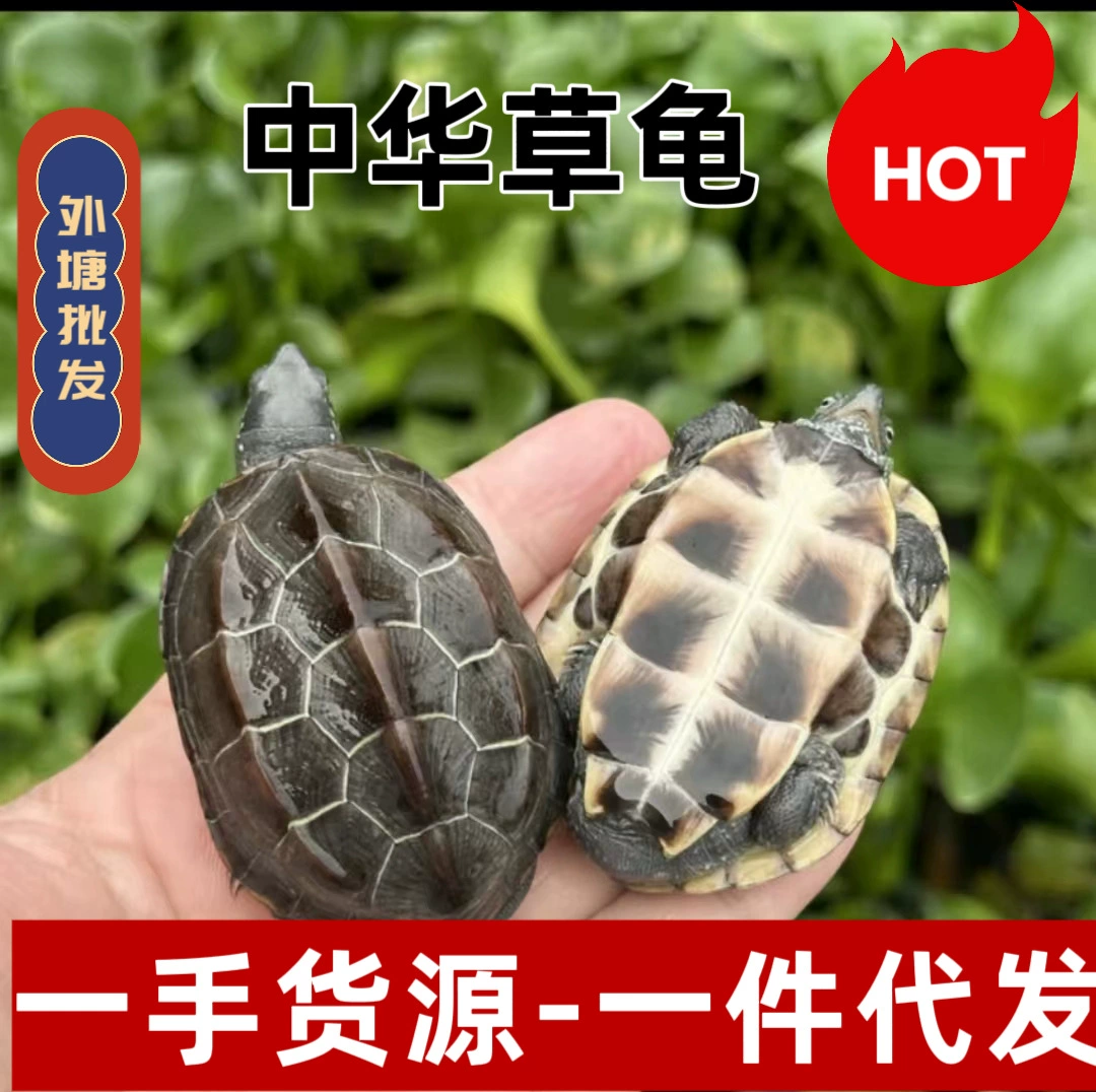 Китайская травяная черепаха, маленькая черепаха, оптовая продажа, черепаха, выращенная в пруду, черепаха-птенец, домашнее животное, долговечная черепаха, черепаха удачи, предпочтительная для ларей